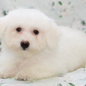 Bichon Frise Puppy Timber