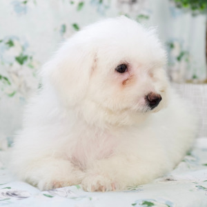 Bichon Frise Puppy Timber
