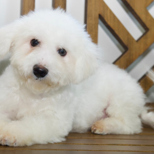 Bichon Frise Puppy Timber
