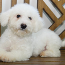 Bichon Frise Puppy Timber