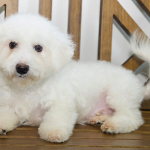 Bichon Frise Puppy Timber