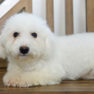 Bichon Frise Puppy Timber