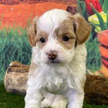 Aussiedoodle Puppy Sage