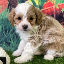 Aussiedoodle Puppy Sage
