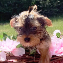 Yorkshire Terrier Puppy Trina
