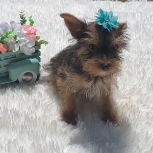 Yorkshire Terrier Puppy Trina