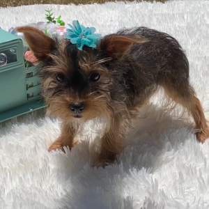 Yorkshire Terrier Puppy Trina