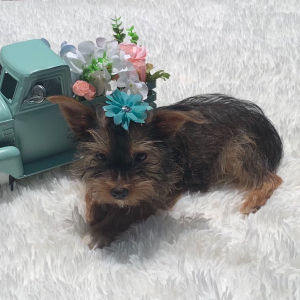 Yorkshire Terrier Puppy Trina