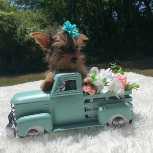 Yorkshire Terrier Puppy Trina