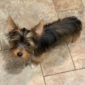 Yorkshire Terrier Puppy Trina