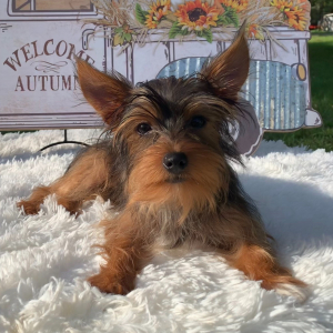 Yorkshire Terrier Puppy Trina