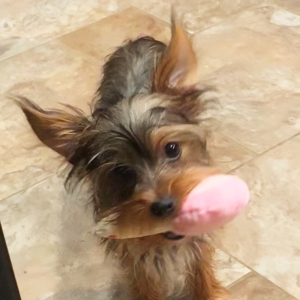 Yorkshire Terrier Puppy Trina