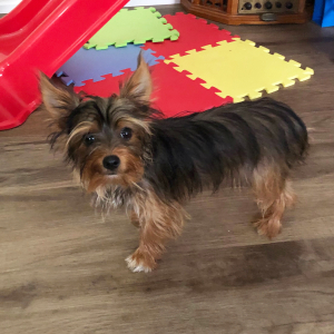 Yorkshire Terrier Puppy Trina