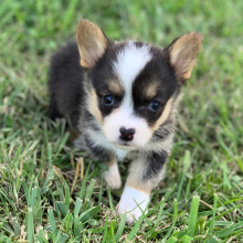 Pembroke Welsh Corgi Puppy Hadley Ann