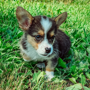 Pembroke Welsh Corgi Puppy Hadley Ann