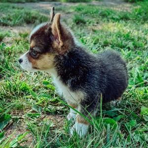 Pembroke Welsh Corgi Puppy Hadley Ann