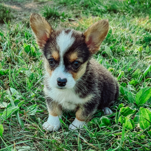 Pembroke Welsh Corgi Puppy Hadley Ann