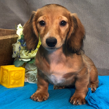 Dachshund Puppy Milly
