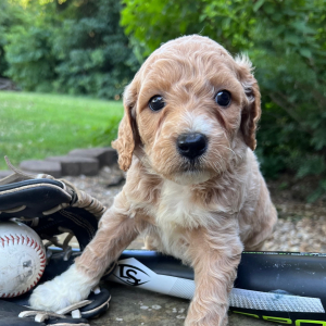 Labradoodle Puppy Izzy
