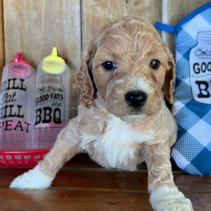 Labradoodle Puppy Izzy