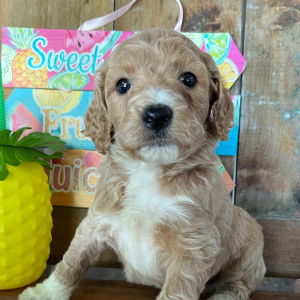 Labradoodle Puppy Izzy