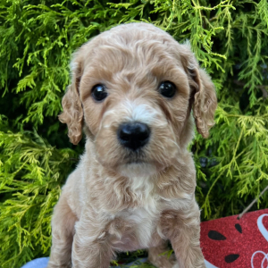Labradoodle Puppy Izzy