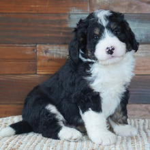 Bernedoodle Puppy Jake