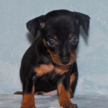 Miniature Pinscher Puppy Benji