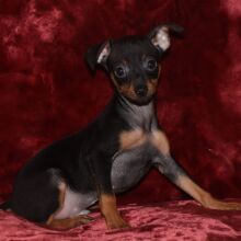 Miniature Pinscher Puppy Benji