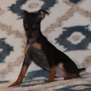 Miniature Pinscher Puppy Benji