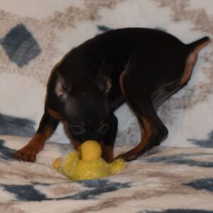 Miniature Pinscher Puppy Benji