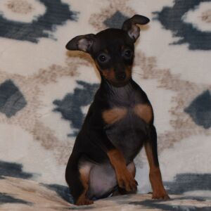 Miniature Pinscher Puppy Benji