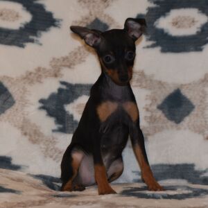 Miniature Pinscher Puppy Benji