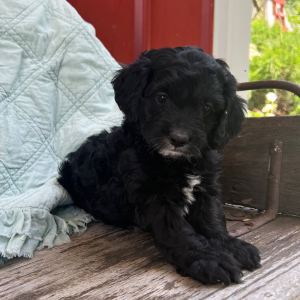 Cockapoo Puppy Ollie