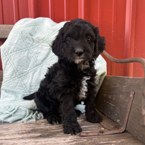 Cockapoo Puppy Ollie