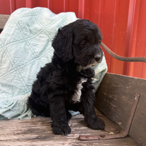 Cockapoo Puppy Ollie