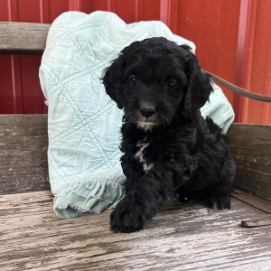 Cockapoo Puppy Ollie