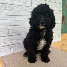 Cockapoo Puppy Ollie