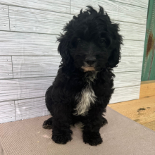 Cockapoo Puppy Ollie