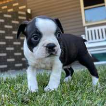 Boston Terrier Puppy Cindy