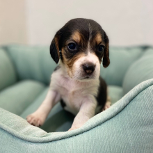 Beagle Puppy Jessie
