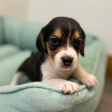Beagle Puppy Jessie