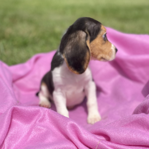 Beagle Puppy Jessie