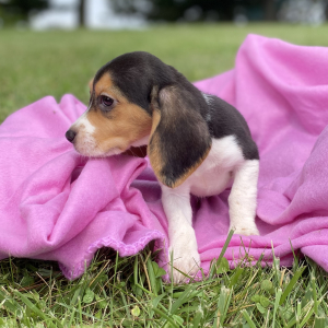 Beagle Puppy Jessie