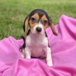 Beagle Puppy Jessie