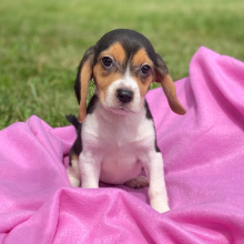 Beagle Puppy Jessie