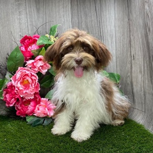 Havanese Puppy Pixel