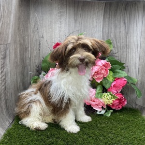 Havanese Puppy Pixel