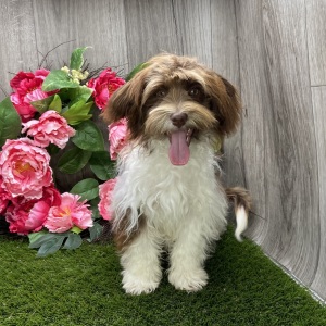 Havanese Puppy Pixel