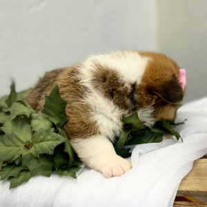 Pembroke Welsh Corgi Puppy Lyda